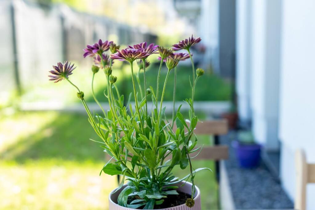Leilighet Sunny Garden Warta View *